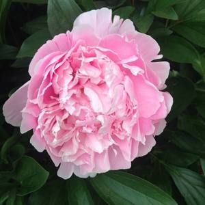 Meet your Posher, Darcie